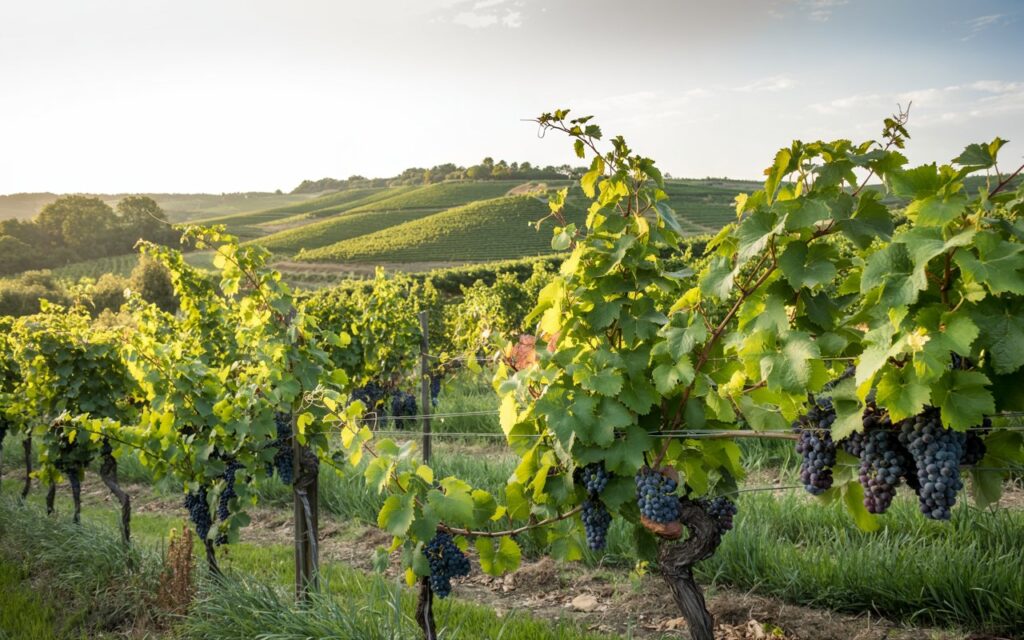 Vinograd obsijan s soncem v hriboviti pokrajini.
