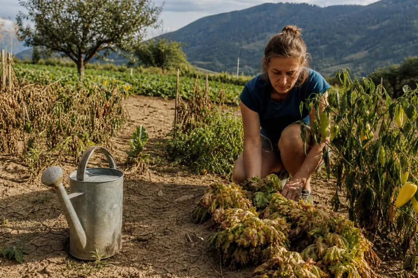 Presušena domača gredica med sušo